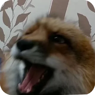 Sticker from Лисы @foxgreyfr