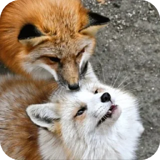 Sticker from Лисы @foxgreyfr