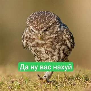 Ебаные птицы sticker 3