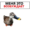 Sticker from Duck @TVstickers