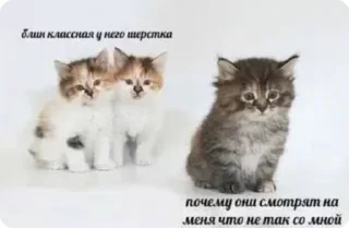 🌟 emoji Пися🥰 Telegram sticker 8 of 30