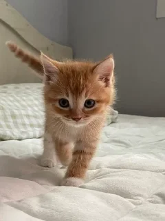 😚 emoji котятки Telegram sticker 15 of 37