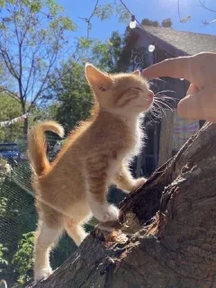 😊 emoji котятки Telegram sticker 8 of 37