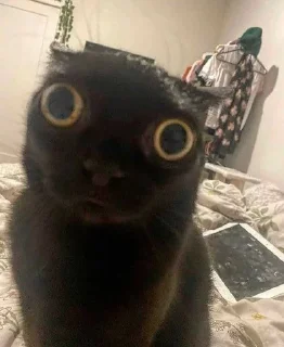 😳 emoji котятки Telegram sticker 12 of 37