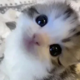 🥺 emoji котятки Telegram sticker 19 of 37