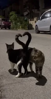 ❤️ emoji котятки Telegram sticker 10 of 37