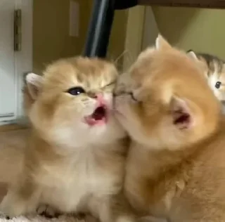💋 emoji котятки Telegram sticker 6 of 37