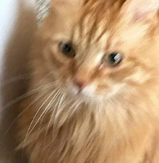 Sticker from Чмоньки котятки