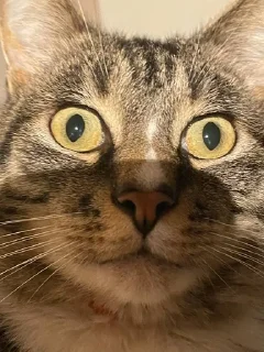 Sticker from Чмоньки котятки