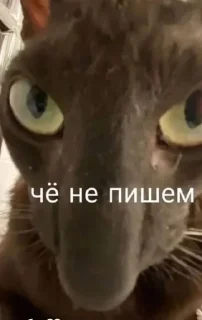 🧐 emoji Писька ащалия Telegram sticker 14 of 34