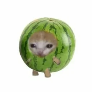 🍉 emoji Еда из котиков Telegram sticker 16 of 44