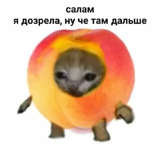 🍑 emoji Еда из котиков Telegram sticker 11 of 44