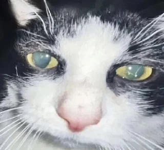 😿 emoji Ваня Капибара Telegram sticker 19 of 48