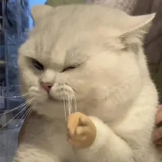 😼 emoji Ваня Капибара Telegram sticker 20 of 48