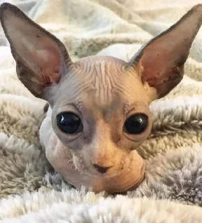 👽 emoji Ваня Капибара Telegram sticker 24 of 48