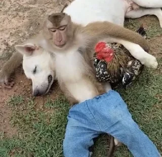 🐒 emoji Ваня Капибара Telegram sticker 5 of 48