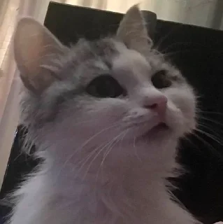 😼 emoji их боялась вся москва Telegram sticker 22 of 90