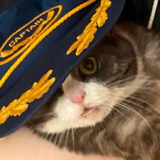 😺 emoji их боялась вся москва Telegram sticker 21 of 90