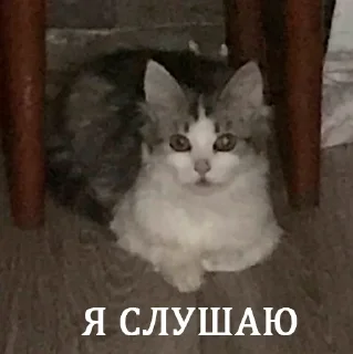 🤨 emoji их боялась вся москва Telegram sticker 18 of 90