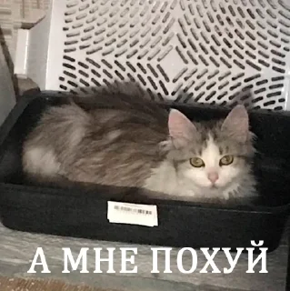 🧐 emoji их боялась вся москва Telegram sticker 17 of 90