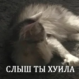 🤙 emoji их боялась вся москва Telegram sticker 5 of 90