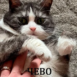 😕 emoji их боялась вся москва Telegram sticker 15 of 90