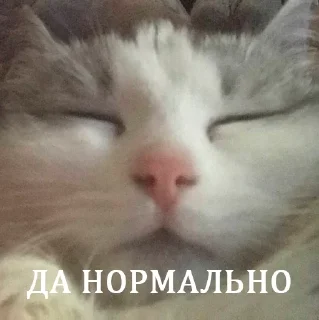 🙇 emoji их боялась вся москва Telegram sticker 20 of 90
