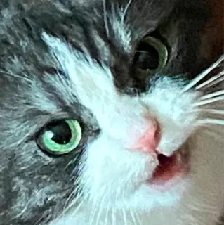 😡 emoji их боялась вся москва Telegram sticker 12 of 90