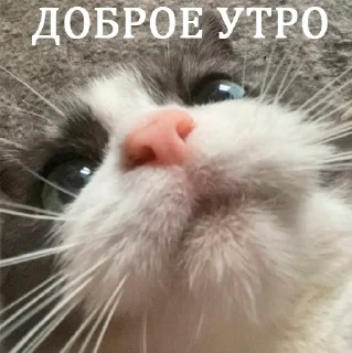 🤩 emoji их боялась вся москва Telegram sticker 16 of 90