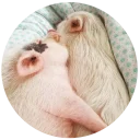 Sticker from Pig