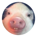 Sticker from Pig