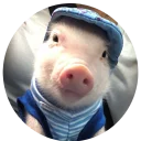 Sticker from Pig