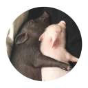 Sticker from Pig
