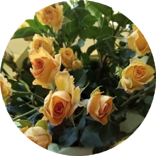 🌹 emoji Lovely love Telegram sticker 16 of 50