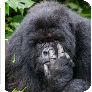 🤔 emoji Жывотные Telegram sticker 15 of 15