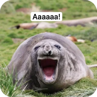 😩 emoji Жывотные Telegram sticker 9 of 15