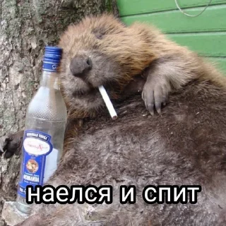 Sticker from Енотиха