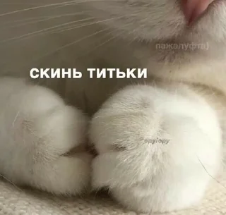 🥺 emoji кицики з любов'ю Telegram sticker 15 of 50