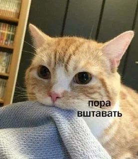 ❤️ emoji кицики з любов'ю Telegram sticker 12 of 50
