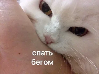 😠 emoji кицики з любов'ю Telegram sticker 17 of 50