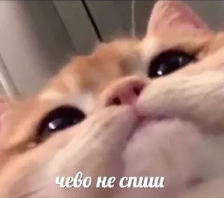 🧐 emoji кицики з любов'ю Telegram sticker 10 of 50