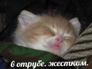 😴 emoji кицики з любов'ю Telegram sticker 14 of 50