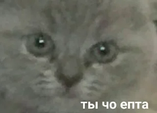 🤨 emoji кицики з любов'ю Telegram sticker 7 of 50