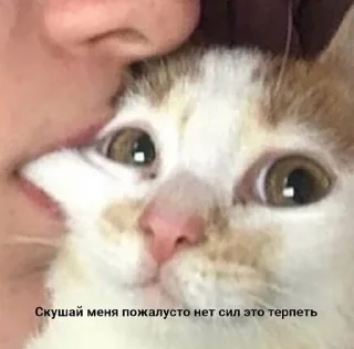 😞 emoji кицики з любов'ю Telegram sticker 18 of 50
