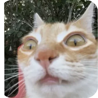 Sticker from cAts