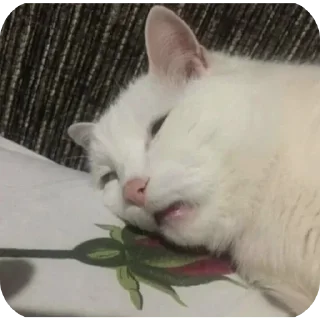 Sticker from cAts