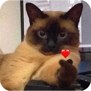 ❤ emoji cAts Telegram sticker 19 of 50