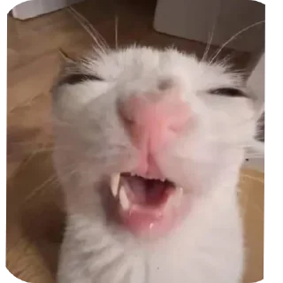 Sticker from cAts