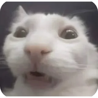 Sticker from cAts