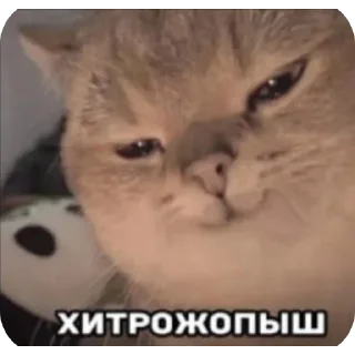 😏 emoji cAts Telegram sticker 13 of 50